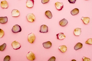 Gül yaprakları üzerinde pembe bir arka plan. Düz yatıyordu.