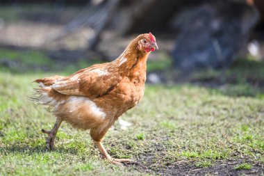 Kırmızı tavuk bahçede yeşil çayır bir yürüyüş