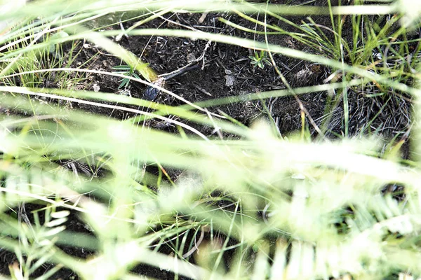 Lagarto marrón escondido entre plantas verdes —  Fotos de Stock