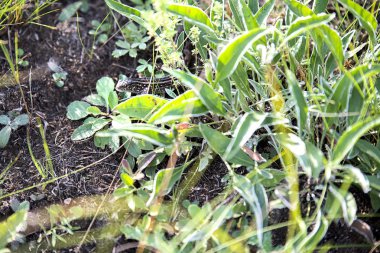 Kahverengi kertenkele arasında yeşil bitkiler gizleme