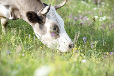 Kahverengi inek yeşil çayır üzerinde dağ eteklerinde, çim yeme