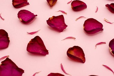 Gül yaprakları bir pembe Bordo