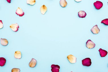 Mavi zemin üzerine gül yaprakları. Üstten görünüm.