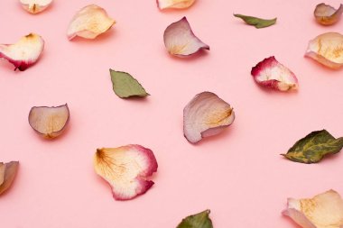 Gül yaprakları ve yeşil yaprakları, pembe arka plan.