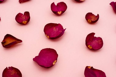 Gül yaprakları bir pembe Bordo