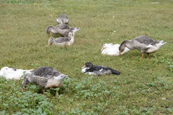 Gray geese walk on the green lawn — Stock Photo, Image