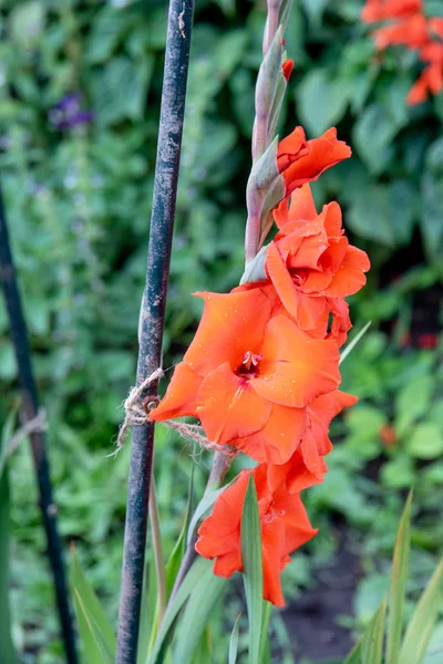 Flowers of beautiful orange gladiolus in the summer — Stock Photo, Image