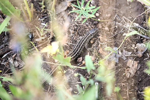 Brown lizard hiding between green plants — Stock Photo, Image