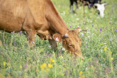 Yeşil çayır üzerinde dağ eteklerinde, çim yeme kırmızı inek
