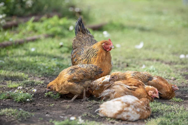 Csirkék ástak a földbe, élelmet keresni, pihenés, fekvő vörös csirke (anya) — Stock Fotó