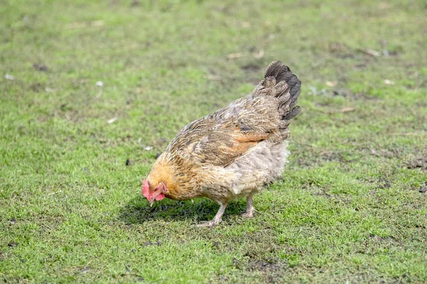 Kyckling äter gräs på en grön äng på gården — Stockfoto