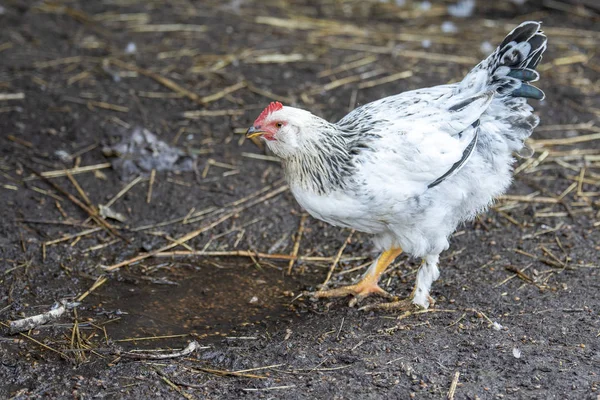 A young white rooster walking in the yard