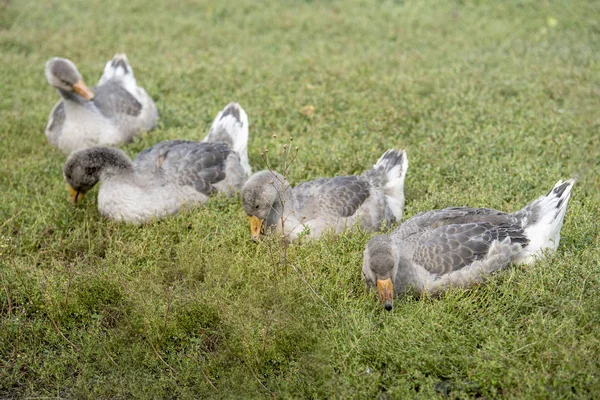 Šedé husy chodit na zeleném trávníku — Stock fotografie