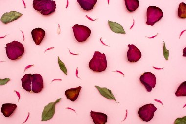 Yaprakları bordo ve yeşil yaprakları, pembe arka plan.