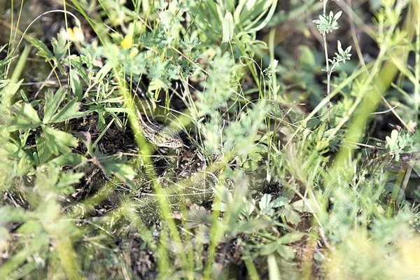 Kahverengi kertenkele arasında yeşil bitkiler gizleme — Stok fotoğraf