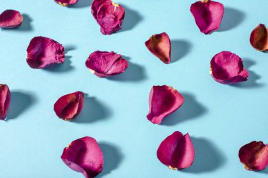 Gül yaprakları üzerinde mavi arka plan rengi Bordo.