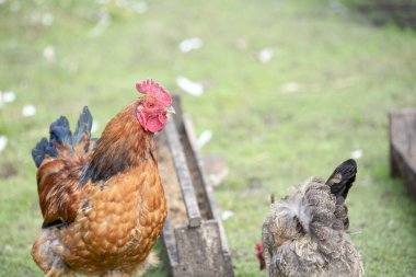 Yaz yeşil çayır üzerinde bahçedeki besleyici yanında güzel kırmızı horoz durduğunu
