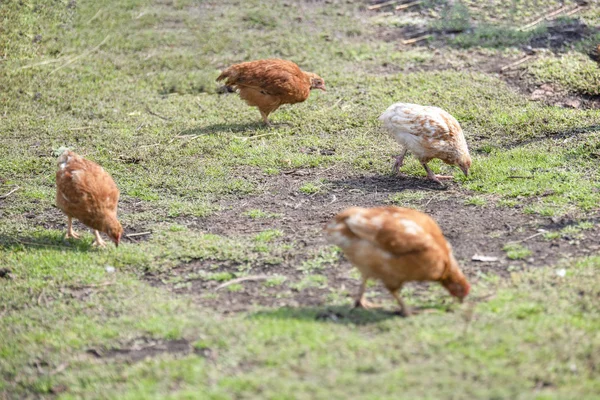 Las gallinas rojas caminan en un prado verde y buscan comida —  Fotos de Stock