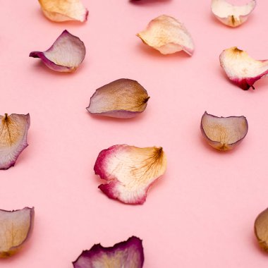 Gül yaprakları üzerinde pembe bir arka plan. Düz yatıyordu.