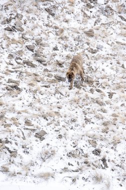 Kahverengi genç güzel Asya çoban