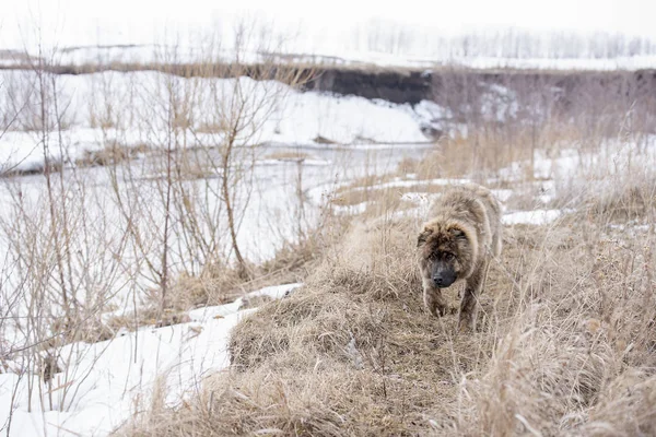 Bruine jonge mooie Aziatische herder — Stockfoto