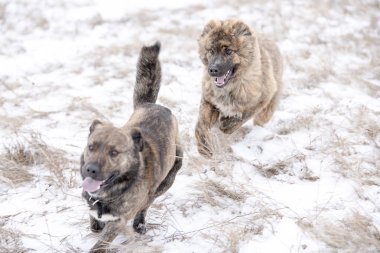 Kahverengi genç güzel Asya çoban ve neşeli melez oyun