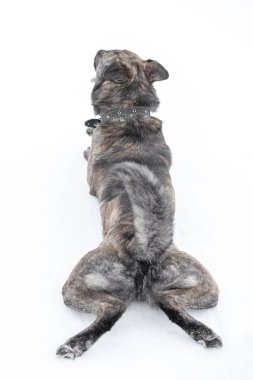 Kahverengi genç güzel neşeli melez