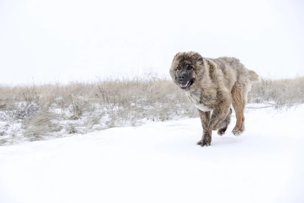 Bruine jonge mooie Aziatische herder — Stockfoto