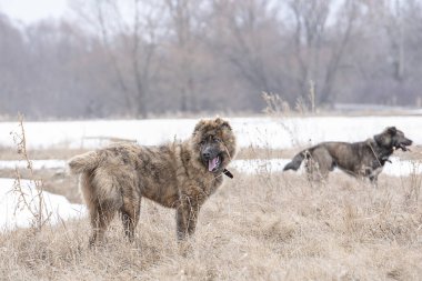 Kahverengi genç güzel Asya çoban