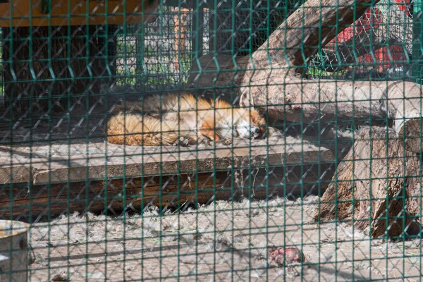 Le Renard roux dort dans une cage en captivité — Photo