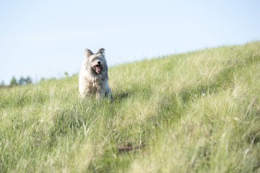 Yaz günü tarlada uzun saçlı beyaz, güzel, tüylü bir köpek.