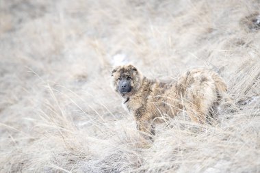 Kahverengi genç güzel Asya çoban