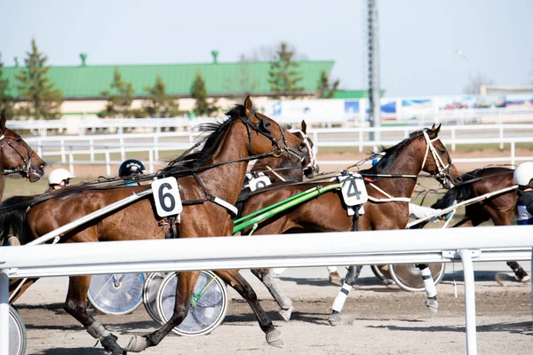 Beautiful horses on the racetrack during the competition