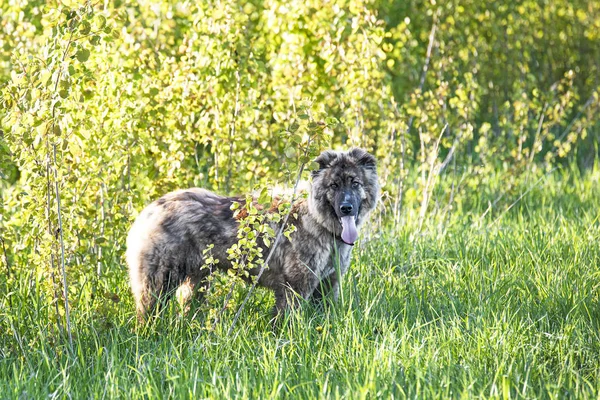 Genç Asyalı çoban kahverengi ağaçların yanında durur ve yaz günü kameraya bakar. — Stok fotoğraf