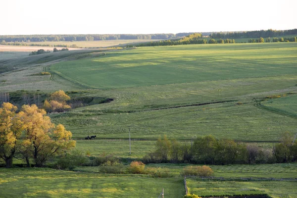 Beautiful village evening landscape with green field and horse cart on the road — Stock Photo, Image