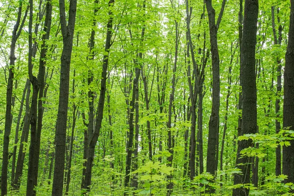 Alberi in una bellissima foresta decidua estiva — Foto Stock