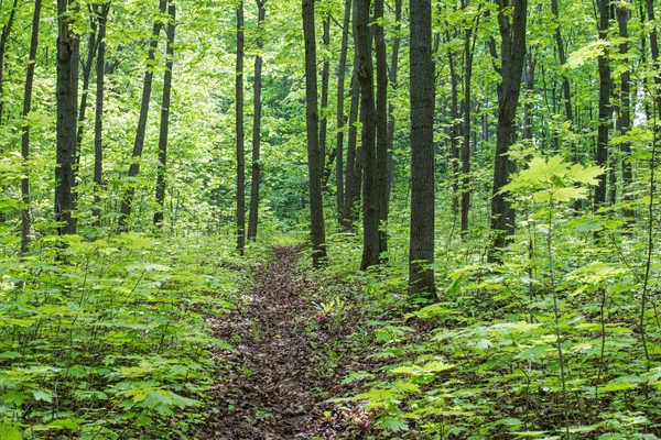 Alberi in una bellissima foresta decidua estiva — Foto Stock