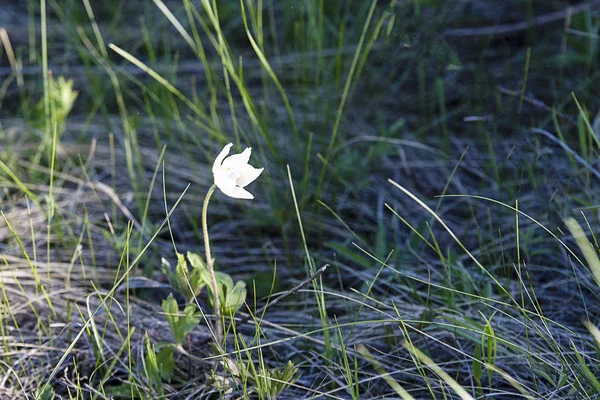 白花孤零零地生长在田野的草丛中 — 图库照片