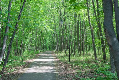 Bir iz ile Yaz taze yeşil yaprak döken orman . Panorama.