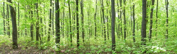 Bosque verde fresco caducifolio de verano. Panorama . — Foto de Stock