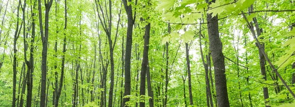 Sommerlicher Laubwald mit frischem Grün. Panorama. — Stockfoto