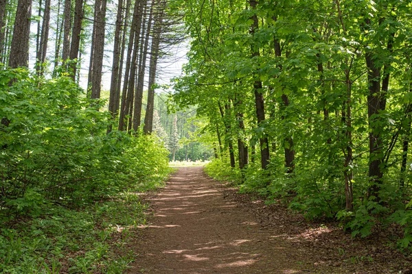 Sendero en un parque de hojas de verano en el día — Foto de Stock