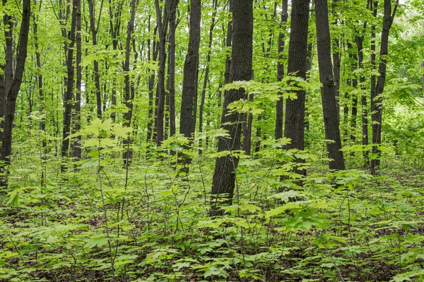 Bella foresta fresca in una giornata estiva — Foto Stock