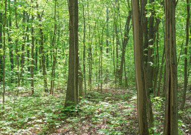 Yaz yaprak döken taze yeşil orman. Panorama.