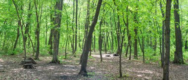 Yaz yaprak döken taze yeşil orman. Panorama.