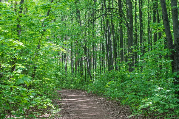 Sendero en un parque de hojas de verano en el día — Foto de Stock