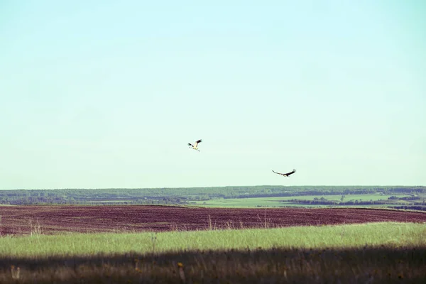 Gyönyörű táj és pár daru a mezőn — Stock Fotó