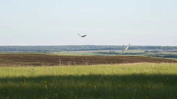 Beautiful landscape and couple cranes on field — Stock Photo, Image