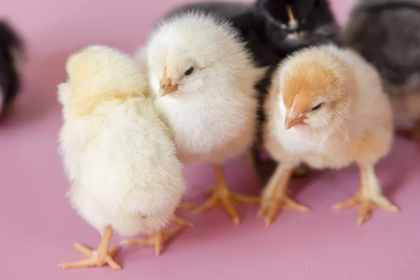 Small chickens of different colors white, black, gray on a pink background