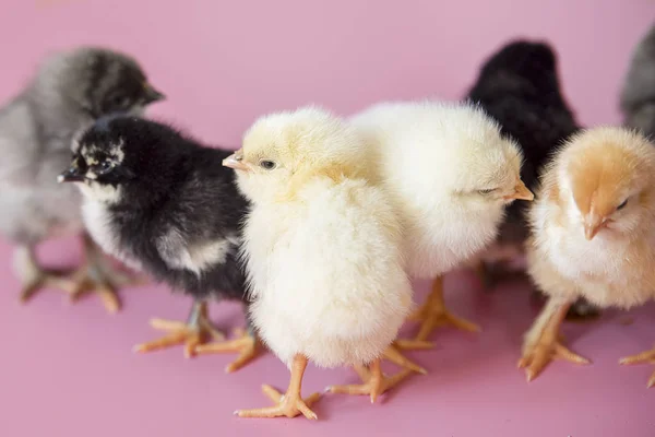 Small chickens of different colors white, black, gray on a pink background